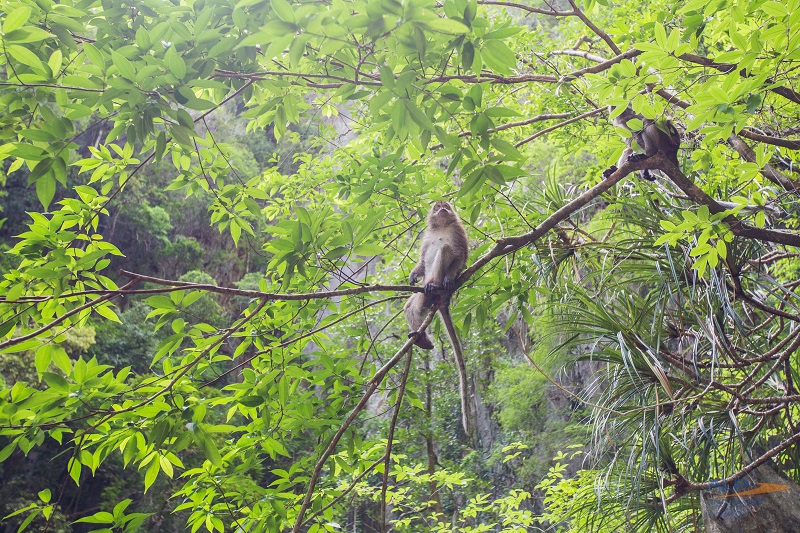 PHANG NGA BAY + JAMES BOND ISLAND + CANOE